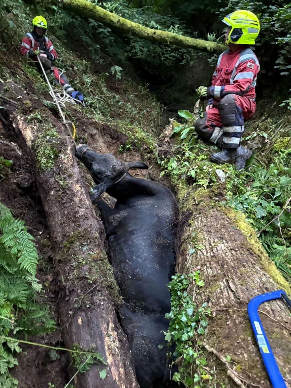 Talog Cow Rescue 03