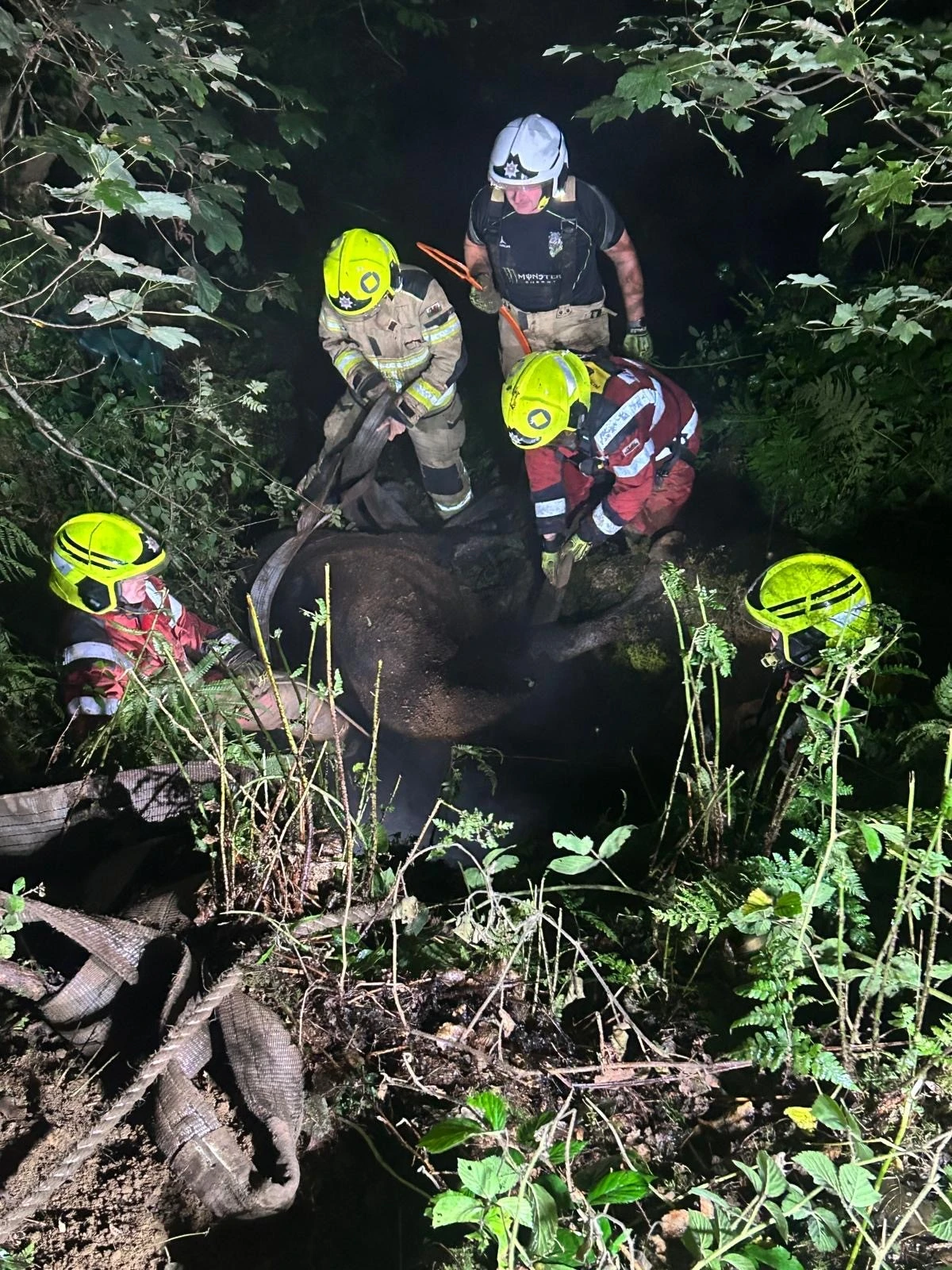 Talog Cow Rescue 01