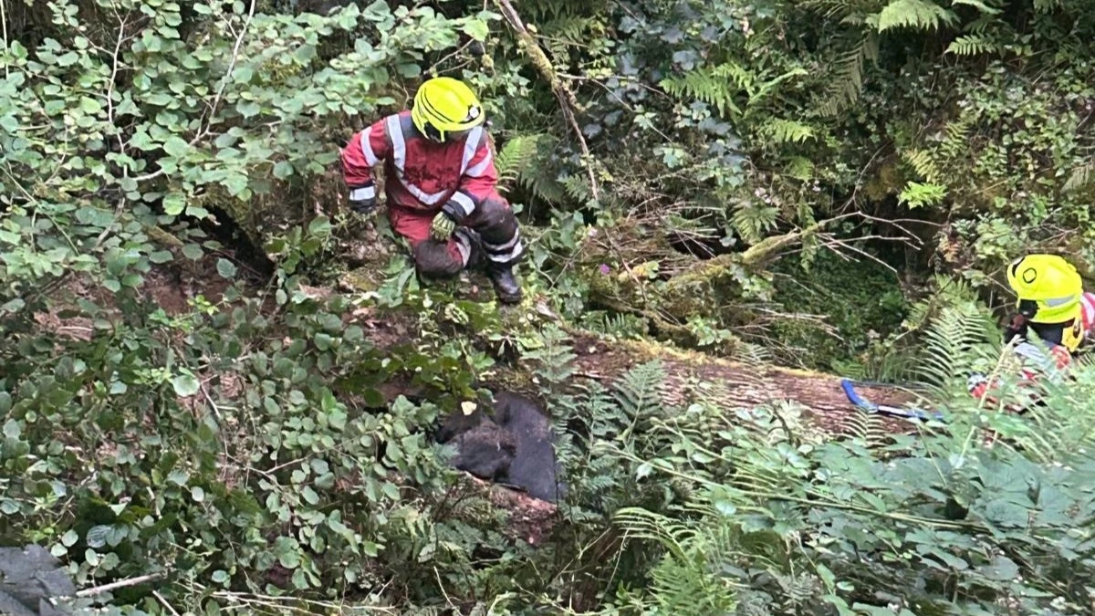 Talog Cow Rescue 02 Crop